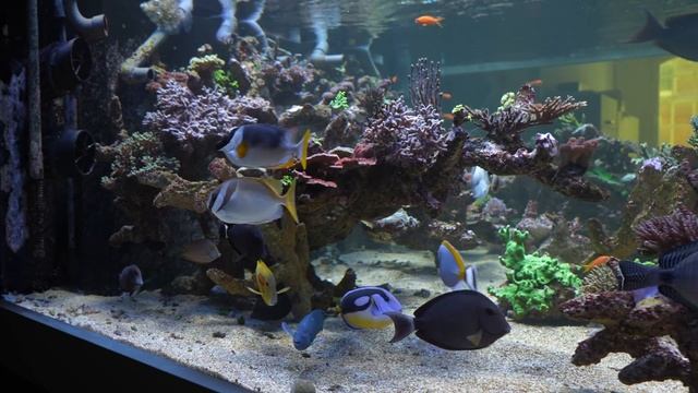 XXXXL REEF TANK!! Biggest Private Coral Reef Tank In Germany?! *wow*