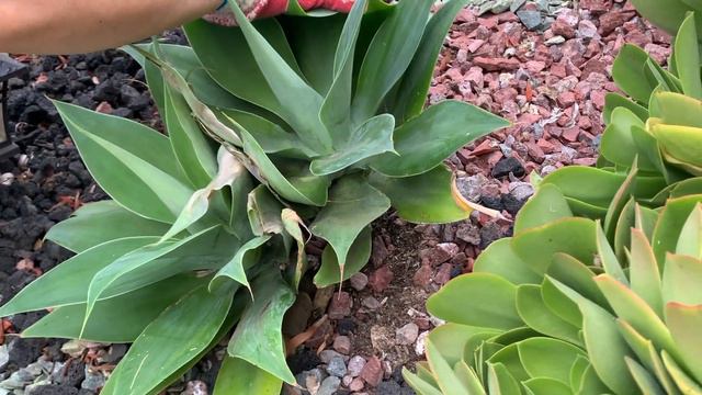 #14 part 2 agave attenuata and the big old oak tree смотреть онлайн