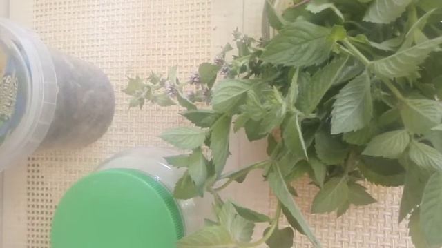 Кулинарная фантазия без границ 