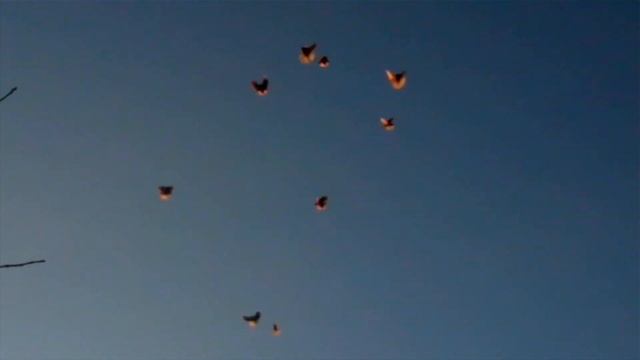Николаевские голуби Гудз Александр Васильевич г.Приморск Запорожская обл. тел.0664519935 смотреть онлайн