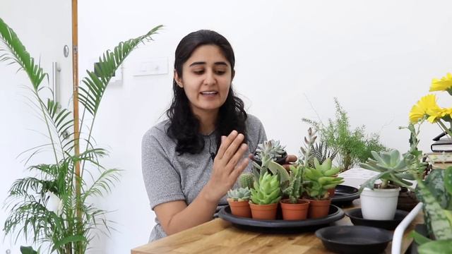 All You Need to Know About Watering Succulents смотреть онлайн