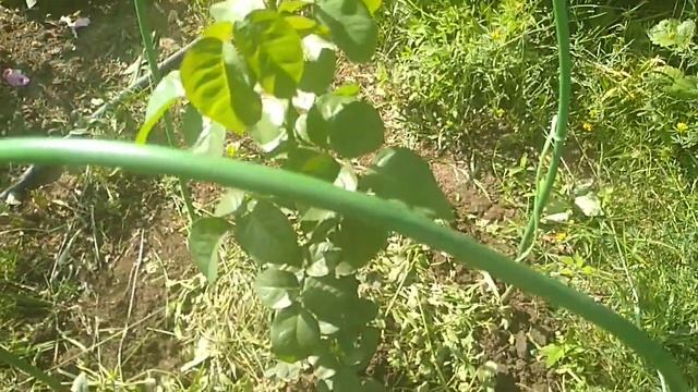 Чем подкормить розы после реанимации (восстановления). смотреть онлайн