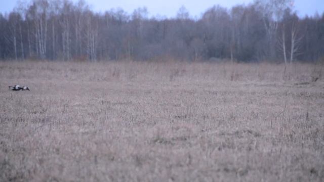 Охота на тетерева, весна на току смотреть онлайн