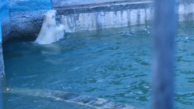 Beautiful White Bear Swimming New Красивый Белый Мишка Плавает смотреть онлайн