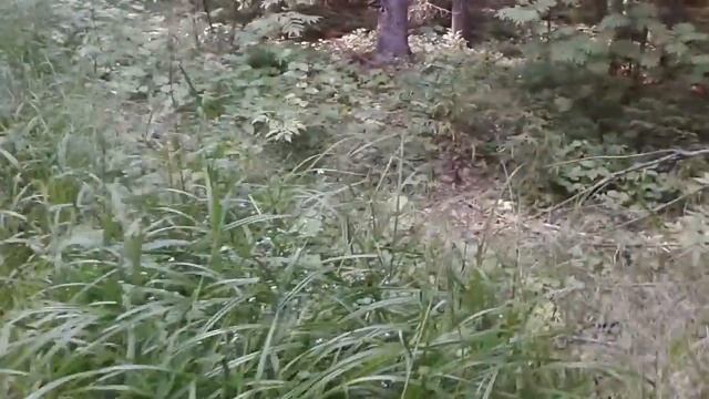 Велопробег Шарья - посёлок-призрак Северный смотреть онлайн