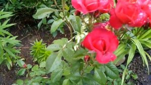 Роза "Хот чоколат", цветение. Июнь 2021.