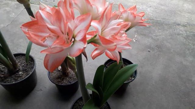 Amarílis Blossom Peacock. #amaryllis #beautiful #flowers смотреть онлайн
