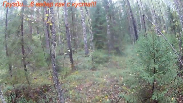 Грузди, мало, мало.., бац и много , много!!! смотреть онлайн