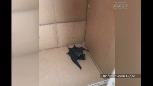 Летучая мышь поселилась в сарае у жителя Падуна смотреть онлайн