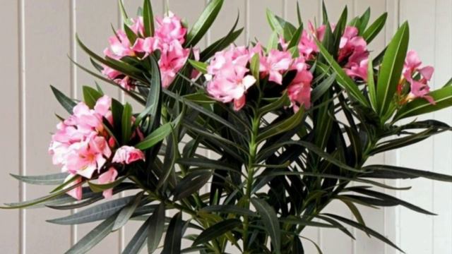 Какие растения,вредны и опасны,для детей!🌺👭🧑🤝🧑👯 смотреть онлайн