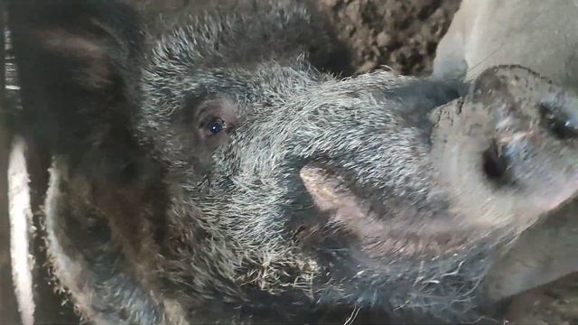 Немножко про суды в РФ(их нет). И почему нельзя менять одежду, когда общаешься с кабанами. И вопрос смотреть онлайн