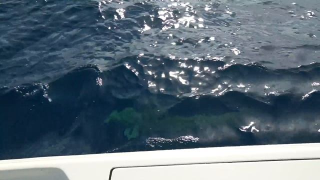 FISHING with GIANTS **SHARK OVERPOWERED by MONSTER FISH** смотреть онлайн