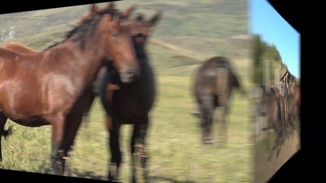 Жеребцы, возраст 2,5 года. Новоалтайская порода смотреть онлайн