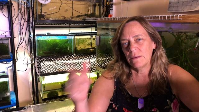 Blue Dolphin Cichlids Juveniles смотреть онлайн