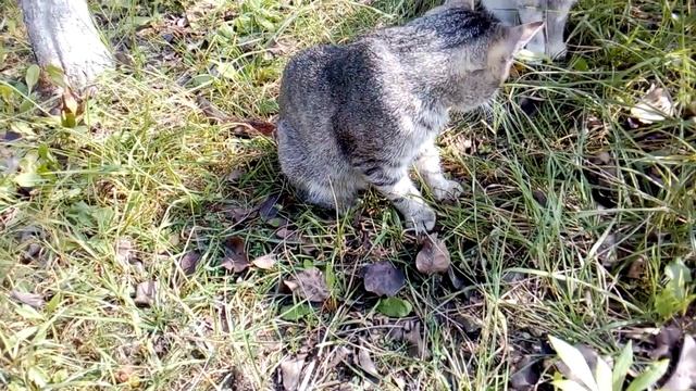 Дачные кошка и коты играют с кузнечиком смотреть онлайн