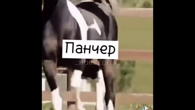 ВУХУ как назвать лошадь ? смотреть онлайн