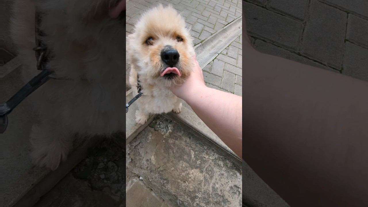 Подстригли Мишку #shorts смотреть онлайн