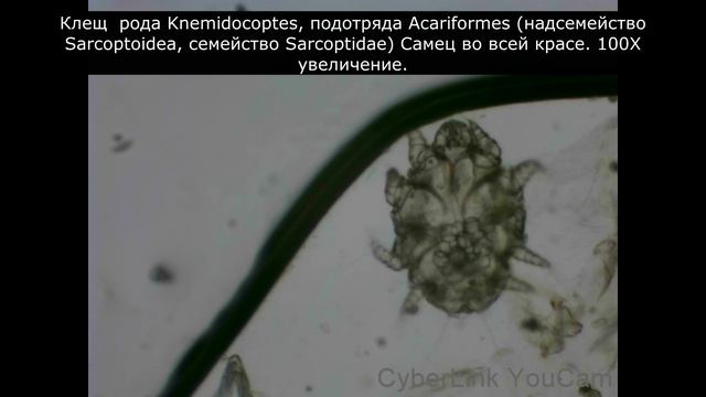 На приёме у ветврача орнитолога в ИВЦ МВА волнистые попугаи с кожными поражениями. смотреть онлайн