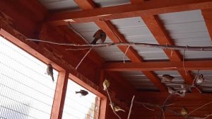 Уличный вольер. Зимнее кормление птиц. القفص للطيور. طيور التغذية الشتوية.