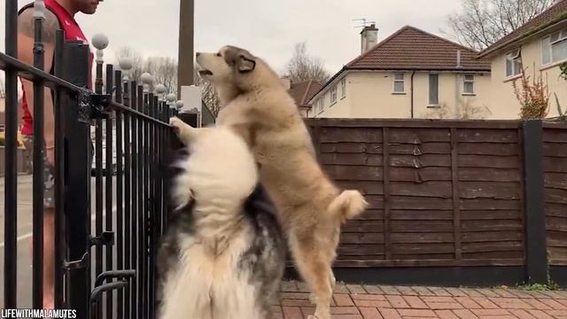 10 самых сильных сторожевых собак в мире смотреть онлайн