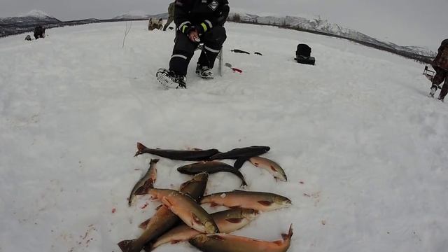 Рыбалка на озере Индеркей, Якутия. Арктический голец смотреть онлайн