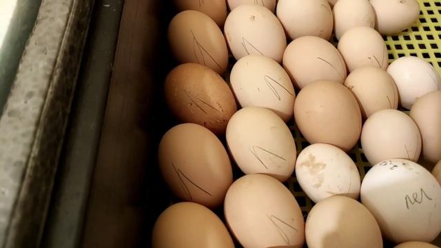 ВЫЛУПЛЕНИЕ ЦЫПЛЯТ, ЗАКЛАДКА ЯИЦ, ЛУЧШИЙ Режим ИНКУБАЦИИ ТЕМПЕРАТУРА ПРИ ИНКУБАЦИИ ЯИЦ. АВТОПЕРЕВОРО смотреть онлайн