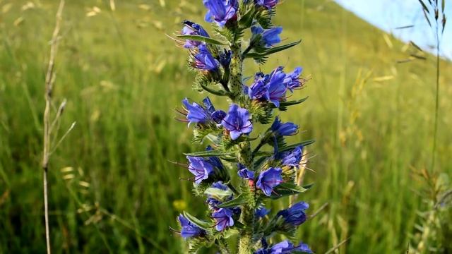 Цветы вероники и синяка обыкновенного для картины в технике ошибана. Заготовка природного материала смотреть онлайн