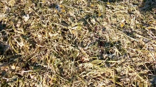 Горчица, рапс, редис на огороде скошен. смотреть онлайн