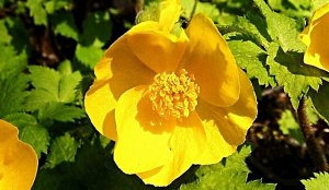 Хиломекон РЕЛАКС АРТ-ТЕРАПИЯ ИМПРОВИЗАЦИЯ композитор Виктор Анохин #piano #instrumentalmusic #цветы