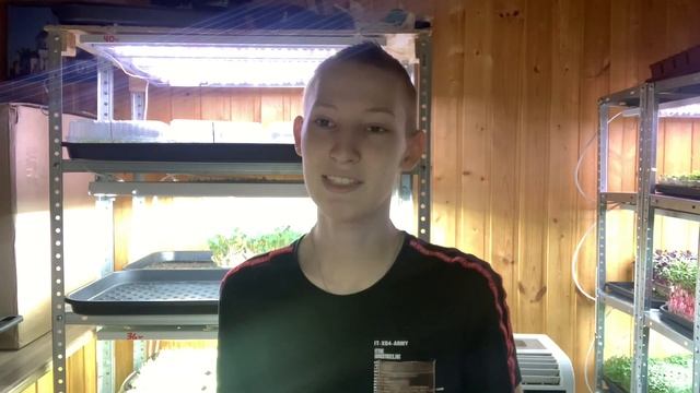 Купил семян для микрозелени на 11к! Новые виды микрозелени! Бизнес микрозелень! смотреть онлайн