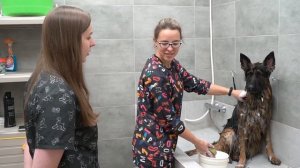 КАК ПОМЫТЬ НЕМЕЦКУЮ ОВЧАРКУ (ГРУМИНГ)