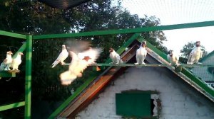 иранские головатые голуби!