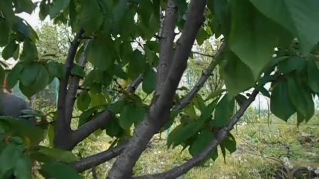 Как спасти черешню? Миссия выполнима смотреть онлайн
