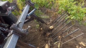 Первые испытания самодельной картофелекопалки для минитрактора. Уборка урожая в деревне