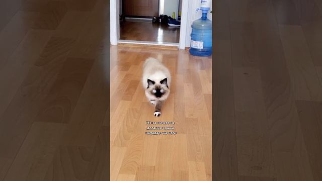 Почему кошка внезапно нападает на ноги ? смотреть онлайн