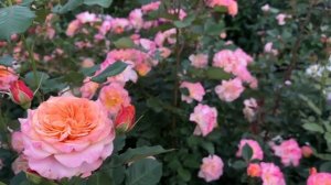 Нежнейшие розы в саду. 9 июля 2023 г.