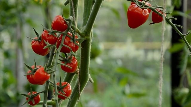Томат Томатоберри (Tomatoberry) смотреть онлайн