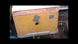 ответы на вопросы - когда лучше пересадить пчел в чистый улей после зимовки и какие ошибки возможны