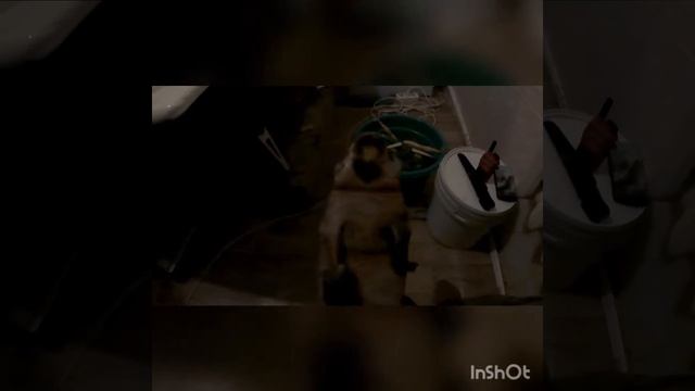 как лучше садить шкурку соболя, готовим к сдаче . смотреть онлайн