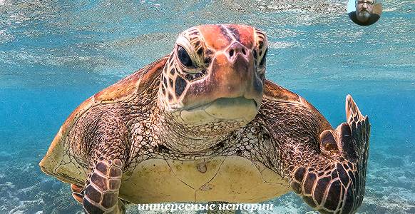 Эти смешные животные смотреть онлайн