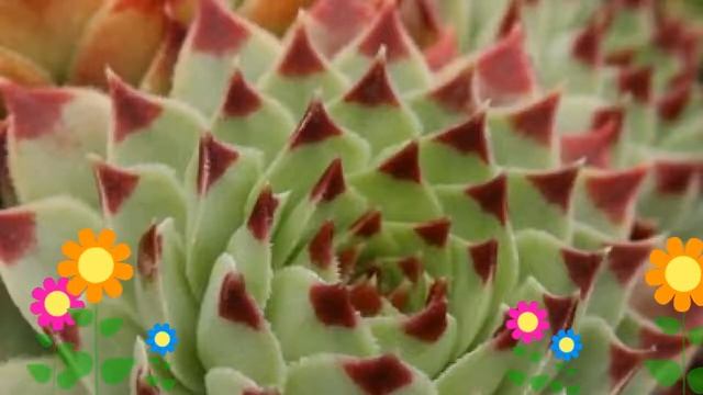 Молодило кровельное (Calcareum). Краткий обзор, описание характеристик, где купить саженцы смотреть онлайн