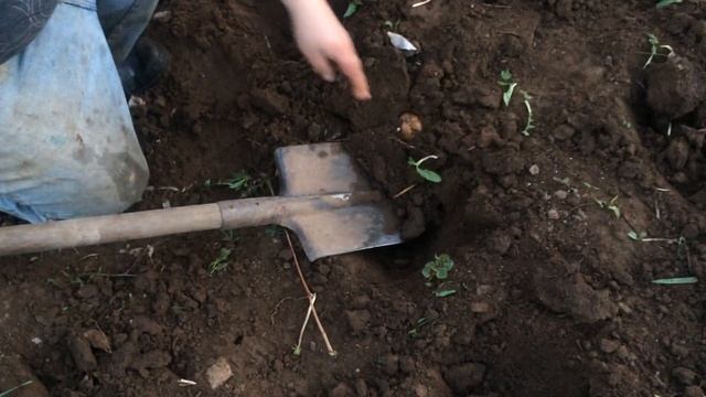 Не замерзнет ли картошка? смотреть онлайн