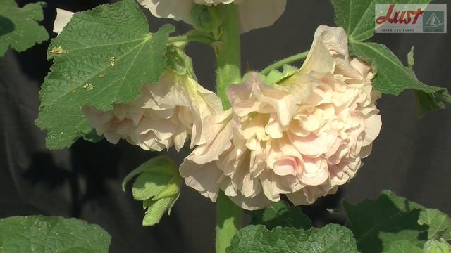 Stockrosen 🏵️ gefüllt blühende Schönheiten 🏵️ Alcea rosea 'Peaches 'n' Dreams' 🏵️ Pflanzenportrait смотреть онлайн