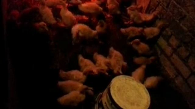 Выращивание утят и гусят ... смотреть онлайн