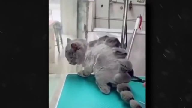 Una Grande Accordion Mix