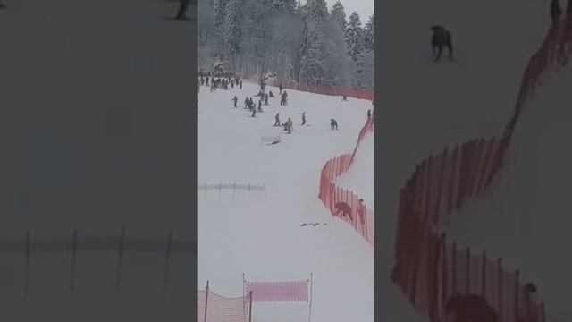 Бык таранит людей на Красной поляне смотреть онлайн