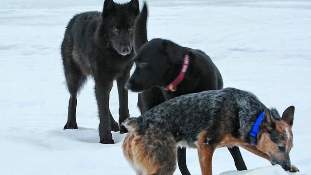 The owner watched in horror as the wolf approached his dog. Then the unbelievable happened. смотреть онлайн