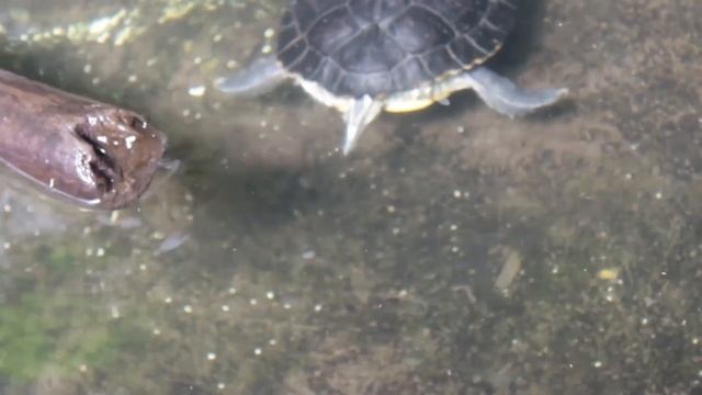 23 мая-Всемирный день черепахи.Интересные факты. смотреть онлайн