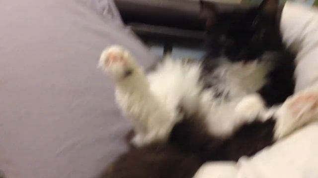 Кот вылизывается!! смотреть онлайн