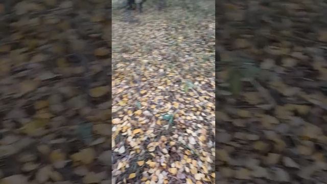 За калиткой на даче в Подмосковье появились рядовки фиолетовые. 25.10.22 смотреть онлайн